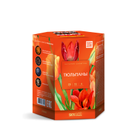 Тюльпаны Салют купить в Сосновом Боре Псковской области | sosnovyjborpskovskaya.salutsklad.ru